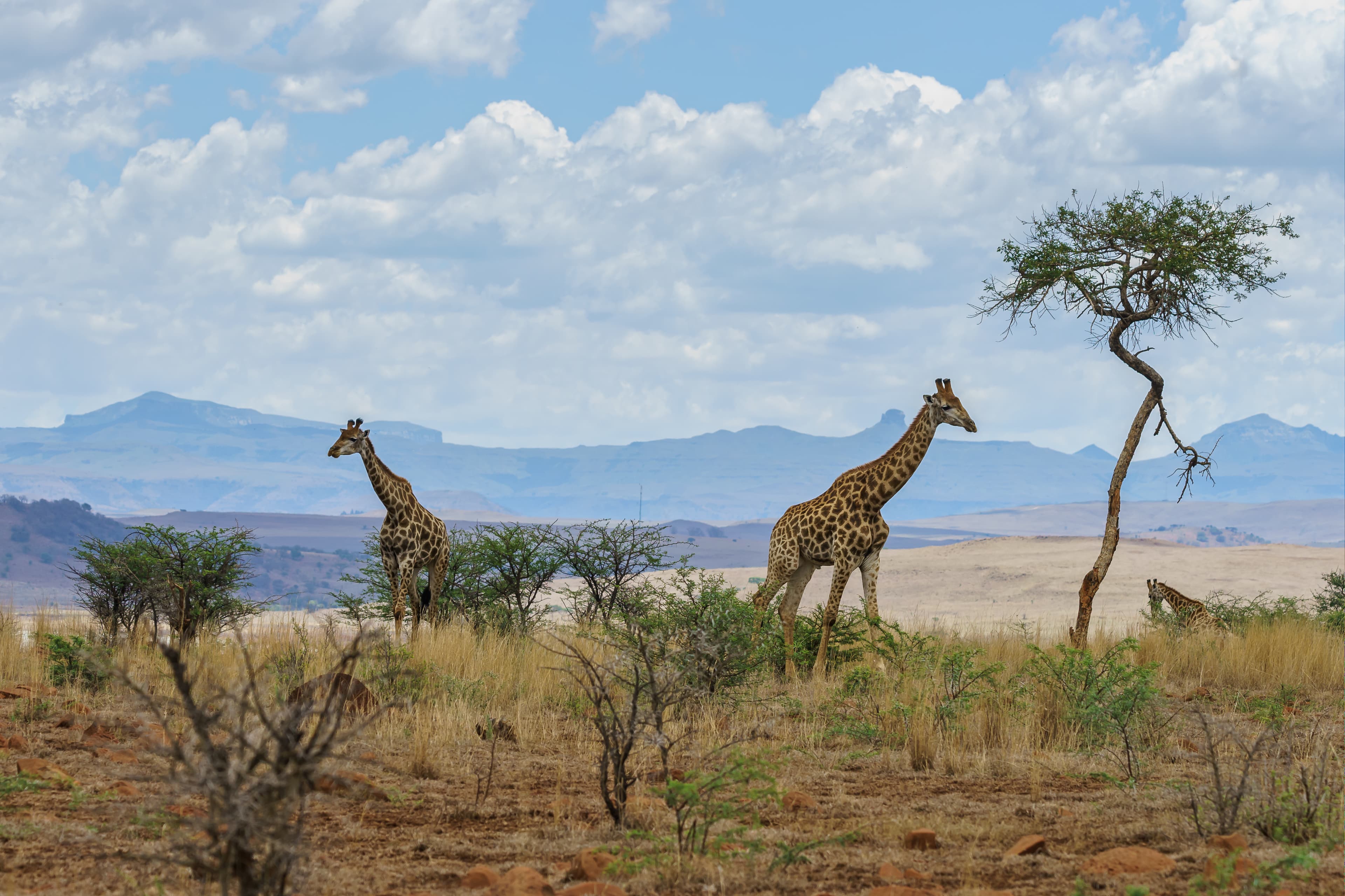 Johannesburg, South Africa